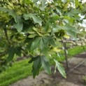 Acer campestre - 8