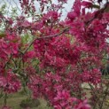 Malus 'Profusion' - 2