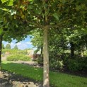 Platanus hispanica - 1