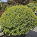 Rhododendron Azalea Japonica ‘Purple Splendor’ - Foto 4