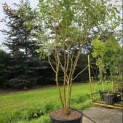 Koelreuteria paniculata - Foto 2