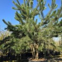 Pinus nigra 'Nigra' - Foto 2