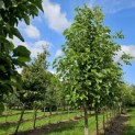 Magnolia 'Yellow Bird' - Foto 1