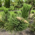 Pinus nigra Oregon Green - 1