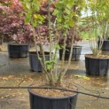 Corylus avellana 'Tonda Romana' - Foto 5