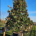 Magnolia grandiflora 'Galissonnière' - Foto 2