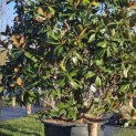 Magnolia grandiflora 'Galissonnière' - Foto 1