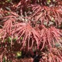Acer palmatum 'Garnet' - Foto 1