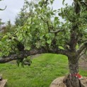 Pyrus c. 'Conference' - Foto 4