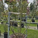 Magnolia 'Susan' - 4