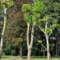 Platanus x Hispanica - 4