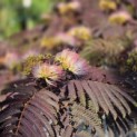 Albizia julibrissin 'Summer Chocolate' - Foto 3