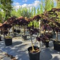 Albizia julibrissin 'Summer Chocolate' - Foto 2