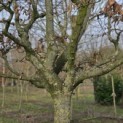 Carpinus betulus - maart 2026