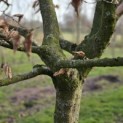 Carpinus betulus - 3