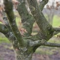 Carpinus betulus - 4