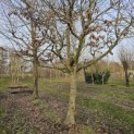 Carpinus betulus - 1
