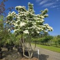 Cornus kousa Chinensis - 5
