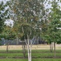 Betula utilis 'Doorenbos' - 3