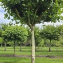 Platanus hispanica - Foto 1