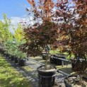 Acer palmatum 'Bloodgood' - Foto 2