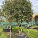 Quercus ilex - 3