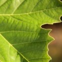 Platanus x hispanica
