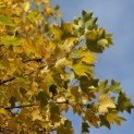 Liriodendron tulipifera - oktober 2024