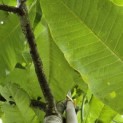 Magnolia tripetala - 4