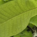 Magnolia tripetala - 3