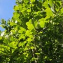 Fagus Dawyck Gold - 1