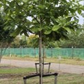 Magnolia tripetala - 1