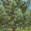 Sequoiadendron giganteum 'Glaucum' - Foto 4