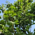 Ginkgo biloba - 1