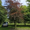 Fagus sylvatica 'Atropunicea' - juli 2024