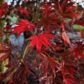 Acer palmatum Masu-kagami - 4