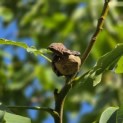 Juglans regia 'Broadview'' - Foto 3