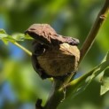 Juglans regia 'Broadview'' - Foto 4