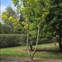 Acer platanoides 'Princeton Gold' - Foto 1