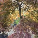 Acer palmatum 'Garnet' - Foto 4