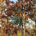 Quercus Palustris - impressie herfstkleuren