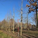 Tilia x europaea 'Euchlora' - 1