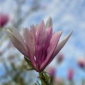 Magnolia 'Betty' - 2