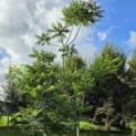Rhus typhina - 1