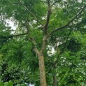 Gymnocladus dioica - 4