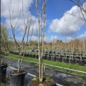 Koelreuteria paniculata 'Fastigiata' - 2