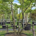 Carpinus betulus - Foto 2