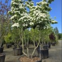 Cornus kousa Chinensis - 1