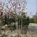 Magnolia 'Soulangeana' - 2