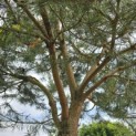 Pinus sylvestris - 9